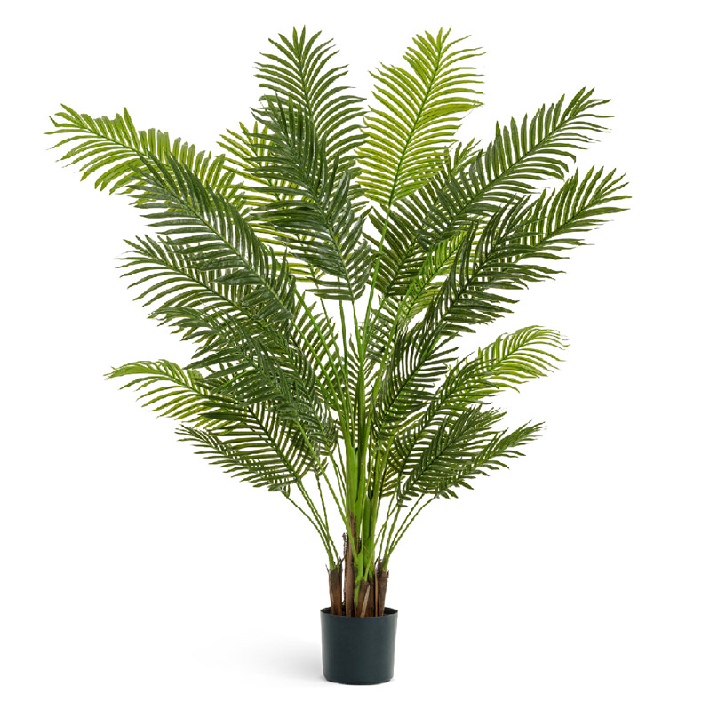 Арека Фото Комнатный Цветок – Telegraph