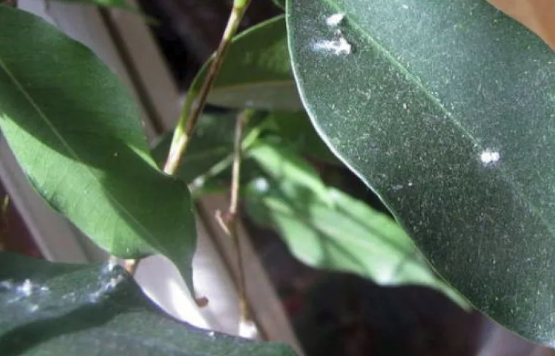 Распространённые болезни комнатных растений: липкие листья