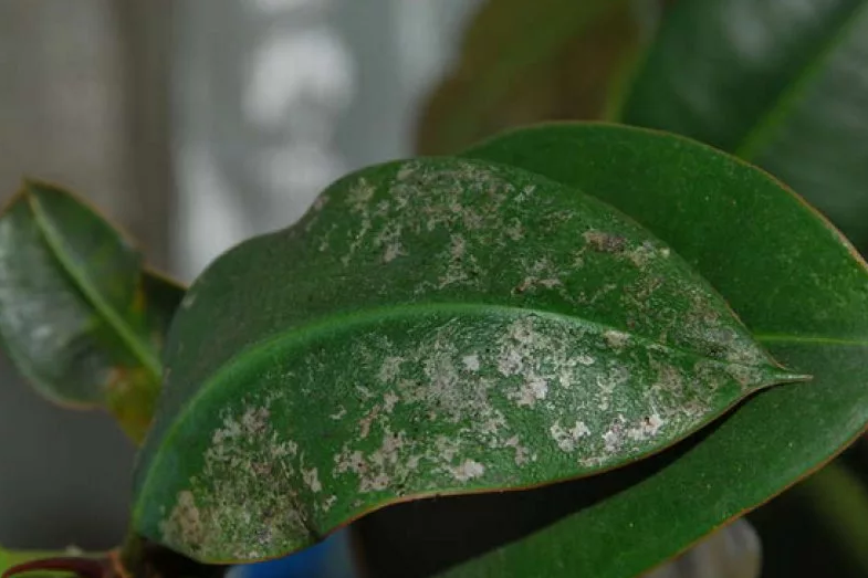 Чем может болеть фикус? Как определить заболевание по листьям растения и вылечить?