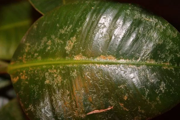 Причины появления пятен на листьях фикуса