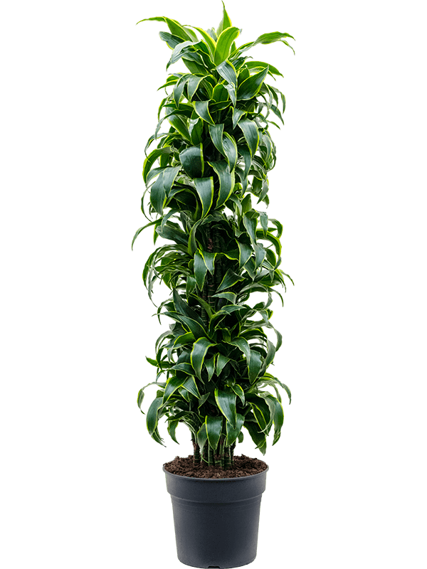 Драцена Дорадо бранч_1