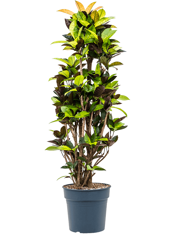 Кротон (Кодиеум) Айстон_3