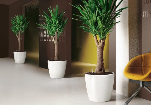Модные комнатные растения в современном интерьере