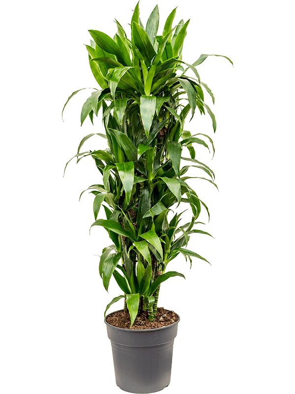 Драцена Джанет Крейг бранч_1