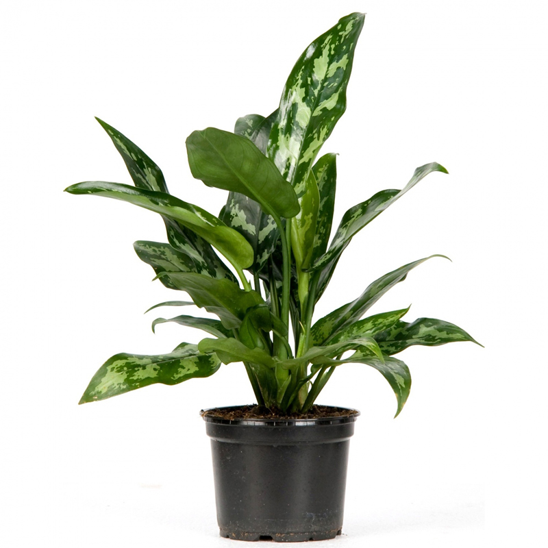 Аглаонема Мария_3