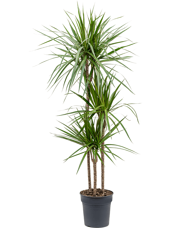 Драцена Маргината 3 ствола_