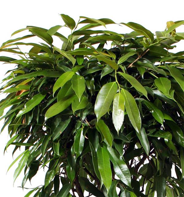 Фикус Биннедика Амстел Кинг штамб твист_2