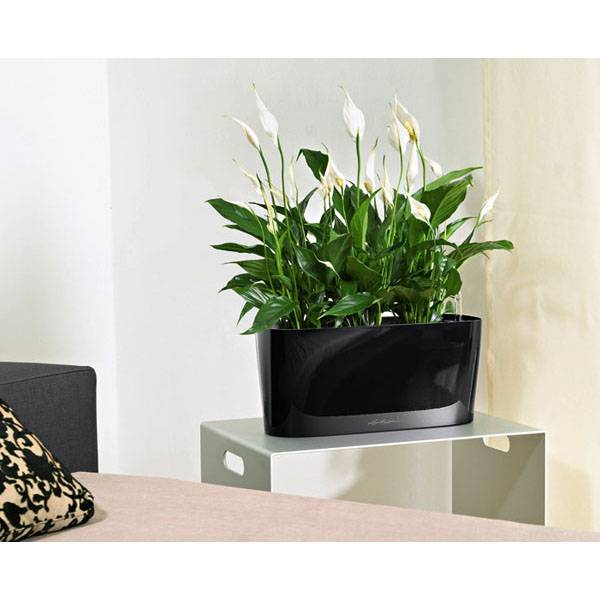 Спатифиллум_5