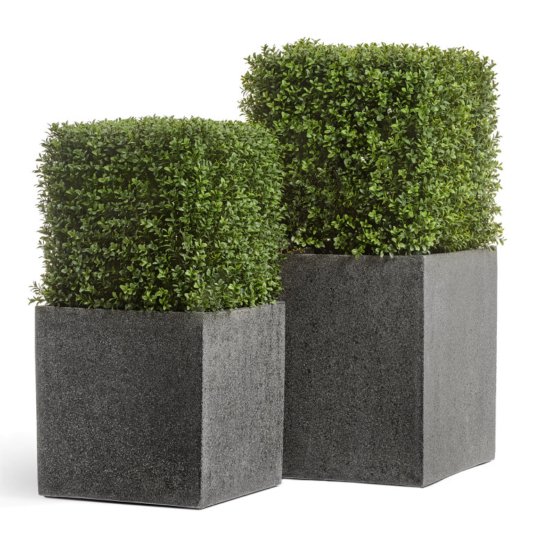 Самшит квадрат уличный на каркасе_