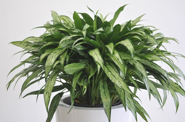 Аглаонема Катласс_1