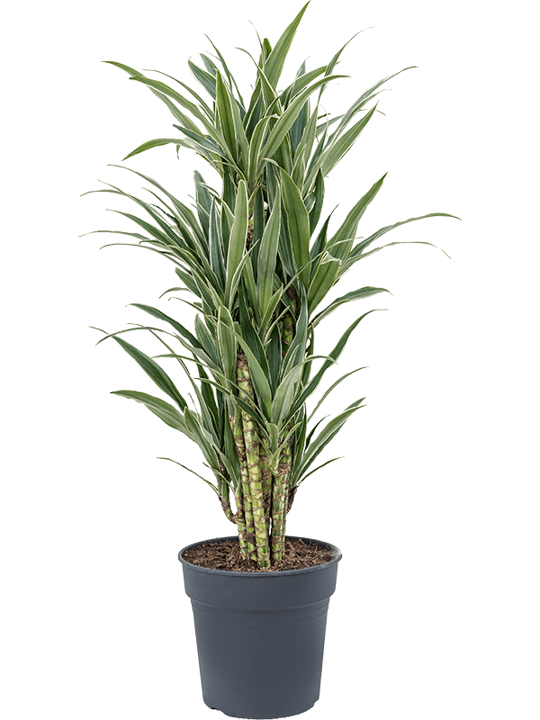 Драцена Варнески Бранч_