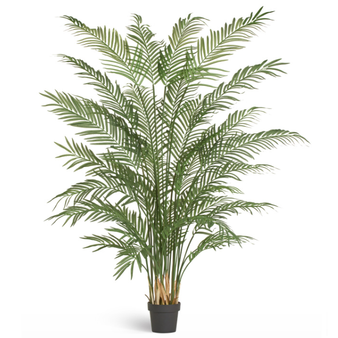 Пальма Арека Форест 170/200_