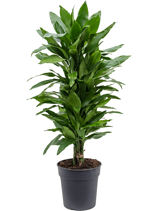 Драцена Джанет Линд бранч_