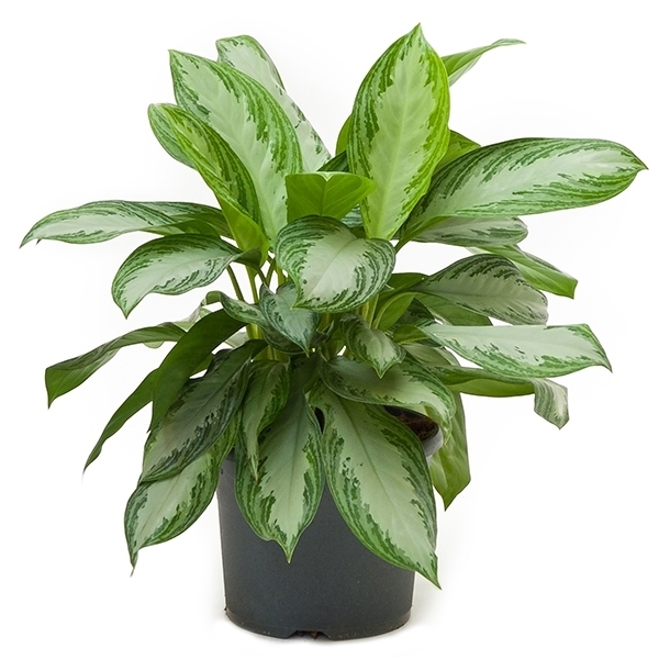 Аглаонема Сильвер Бей_1