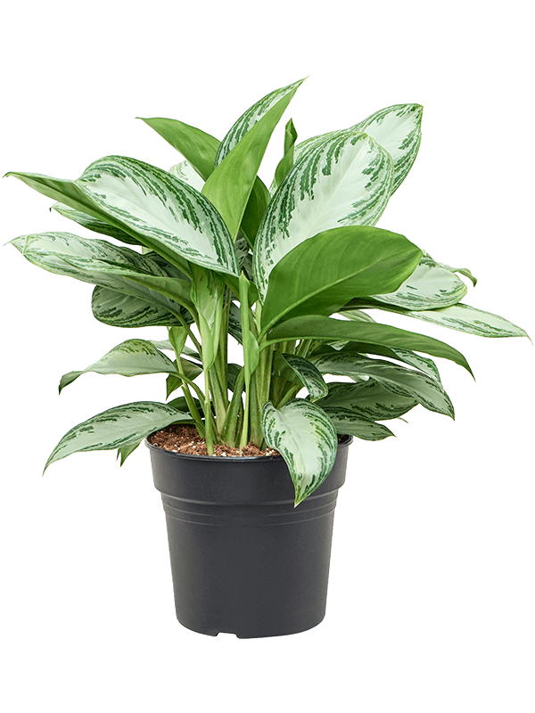 Аглаонема Сильвер Бей_