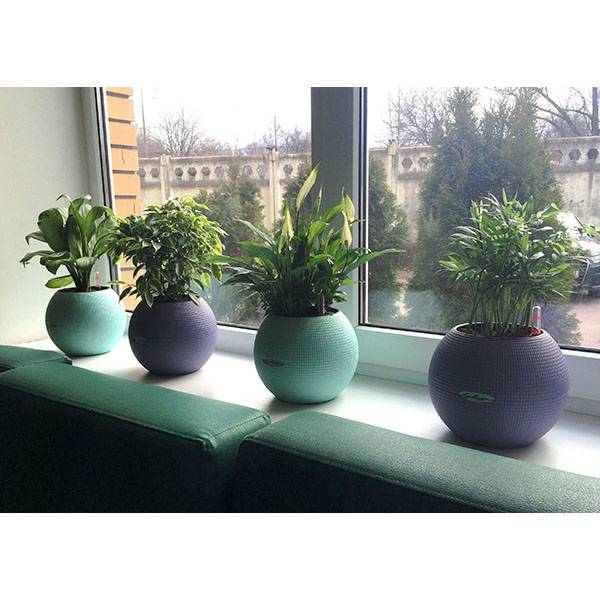 Аглаонема Мария Христина в кашпо Lechuza Puro Color_