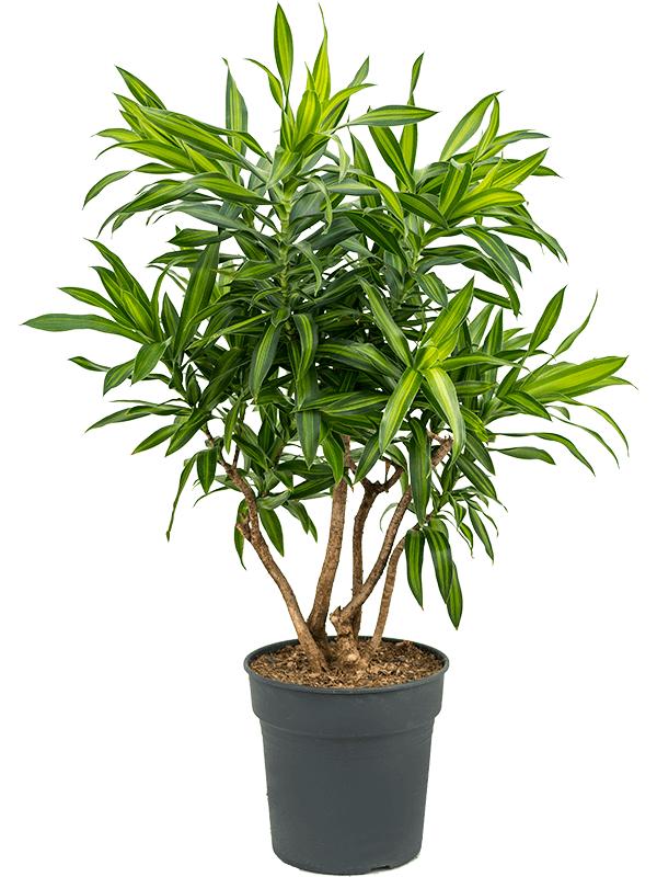 Драцена Песня Ямайки_