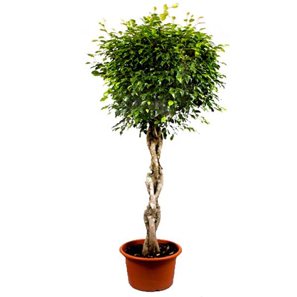 Фикус Бенжамина Экзотика Твист_