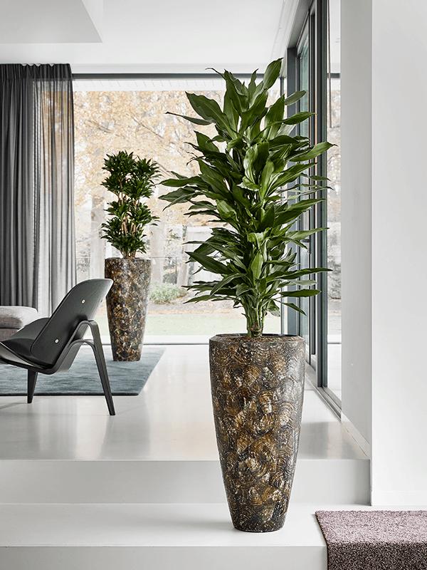 Драцена Джанет Линд бранч_3