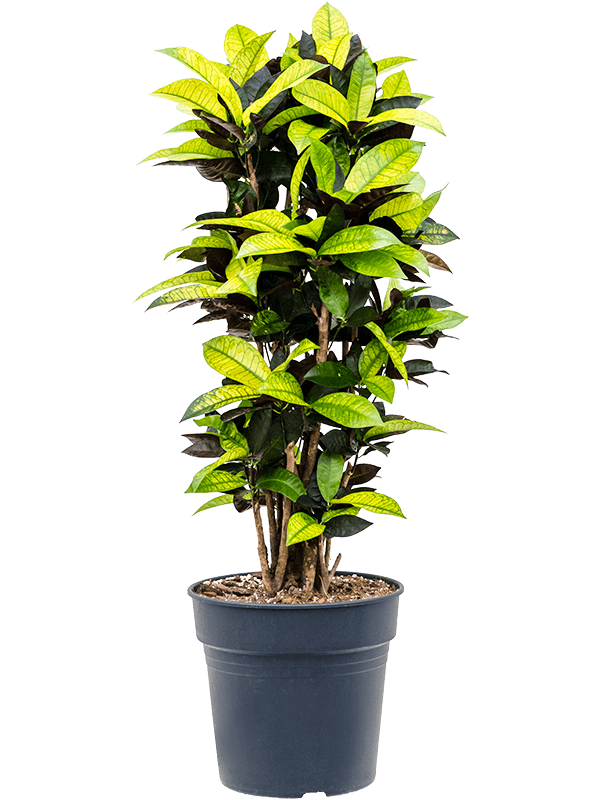 Кротон (Кодиеум) Айстон_2