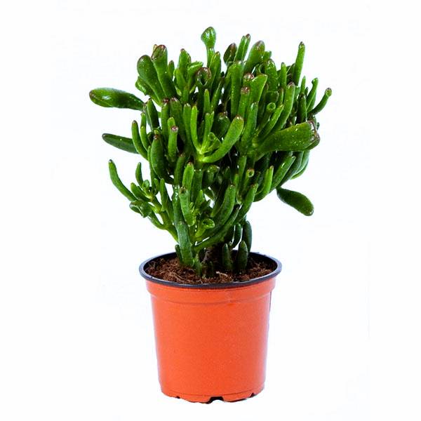 Крассула Хоббит_