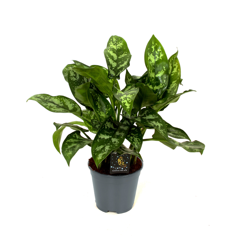 Аглаонема Мария_5