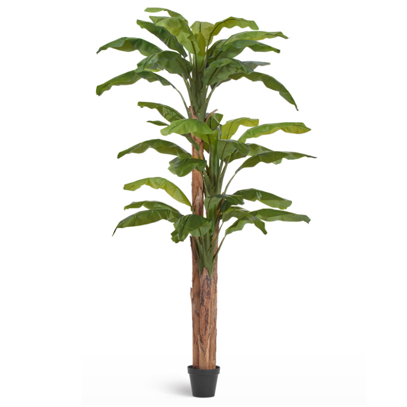 Банановое дерево_