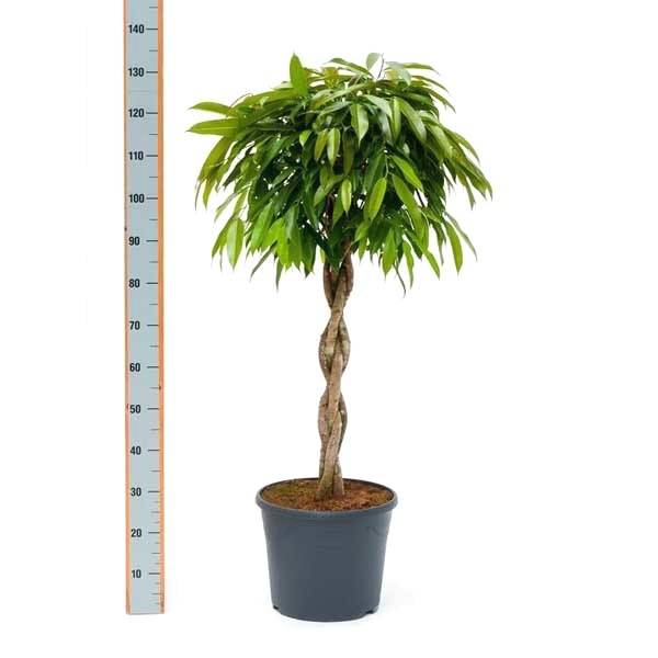 Фикус Биннедика Амстел Кинг штамб твист_