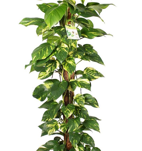 Сциндапсус на моховой опоре_2