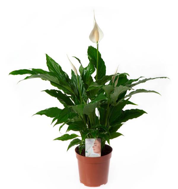 Спатифиллум_
