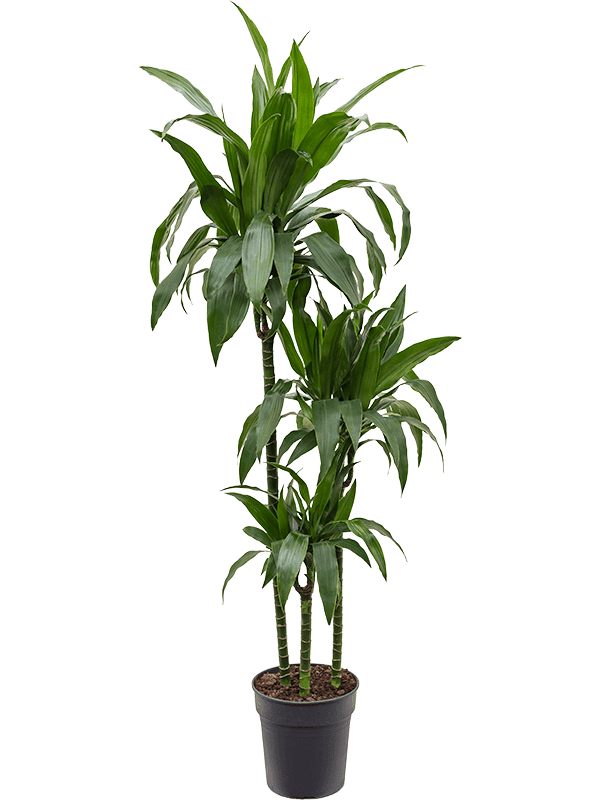 Драцена Джанет Крейг 3 ствола_