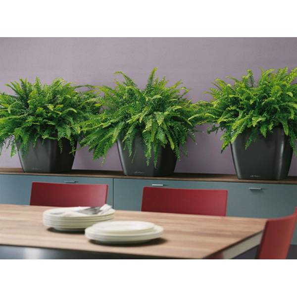 Нефролепис_2