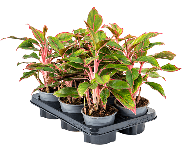 Аглаонема Крит_3