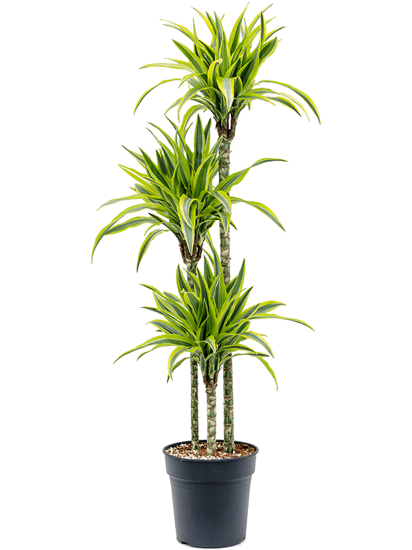 Драцена Лемон Лайм 3 ствола_