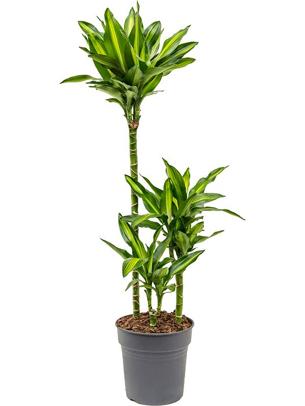 Драцена Чинто 3 ствола_