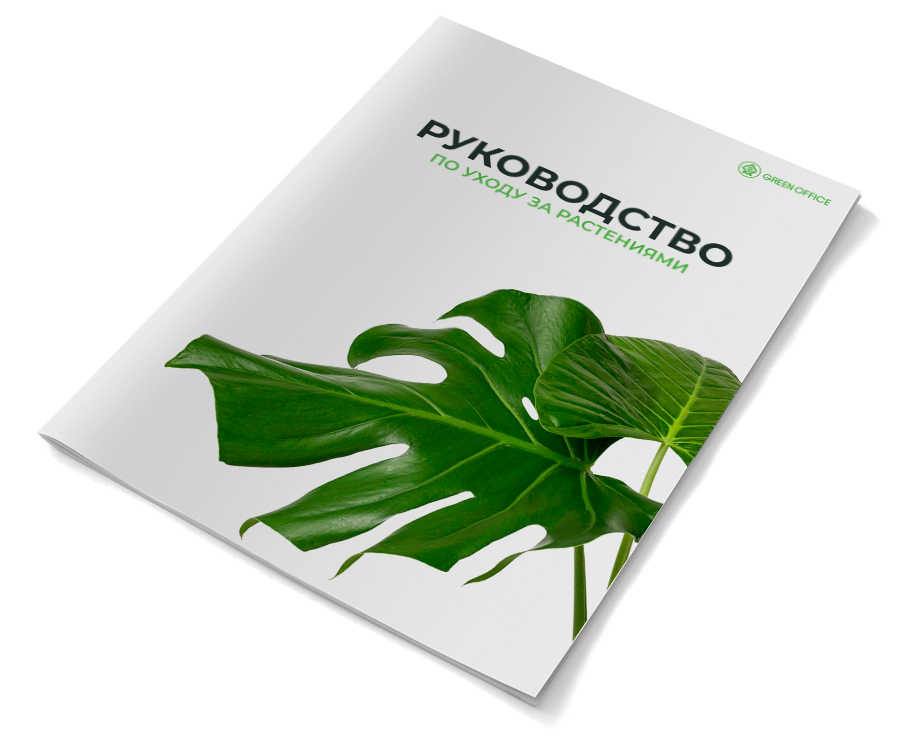 Прочитайте наше руководство по уходу за растениями