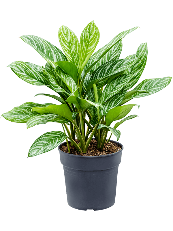 Аглаонема Страйпс_2