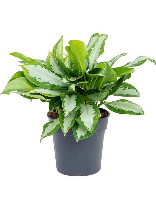 Аглаонема Паттайя Бьюти_