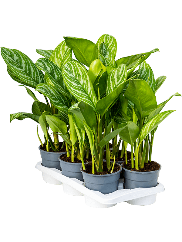 Аглаонема Страйпс_