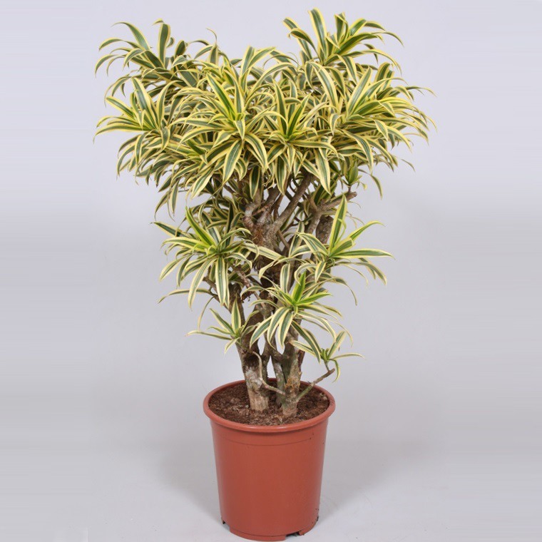 Драцена Песня Индии_3