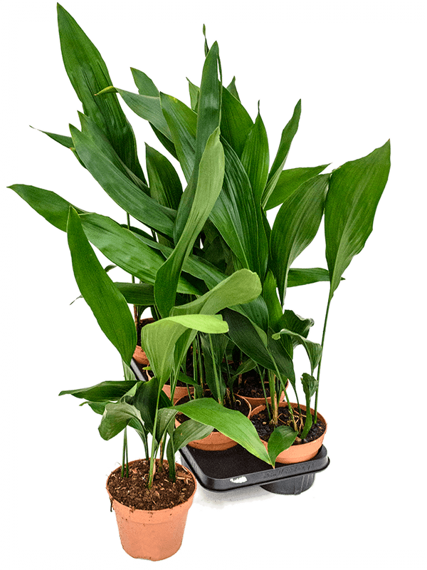 Аспидистра Элатиор_