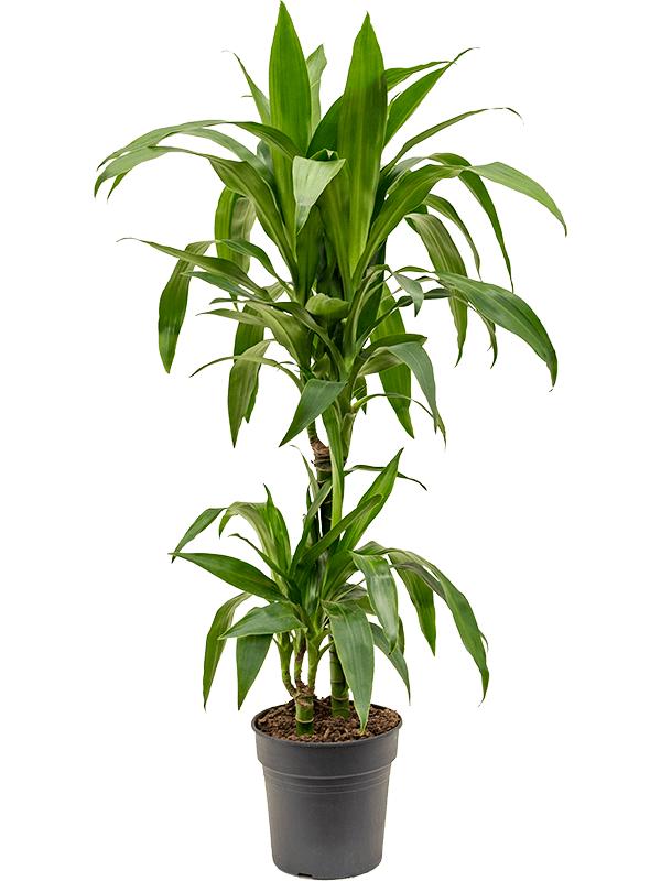 Драцена Джанет Крейг 2 ствола_