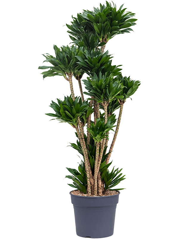 Драцена Компакта бранч_2