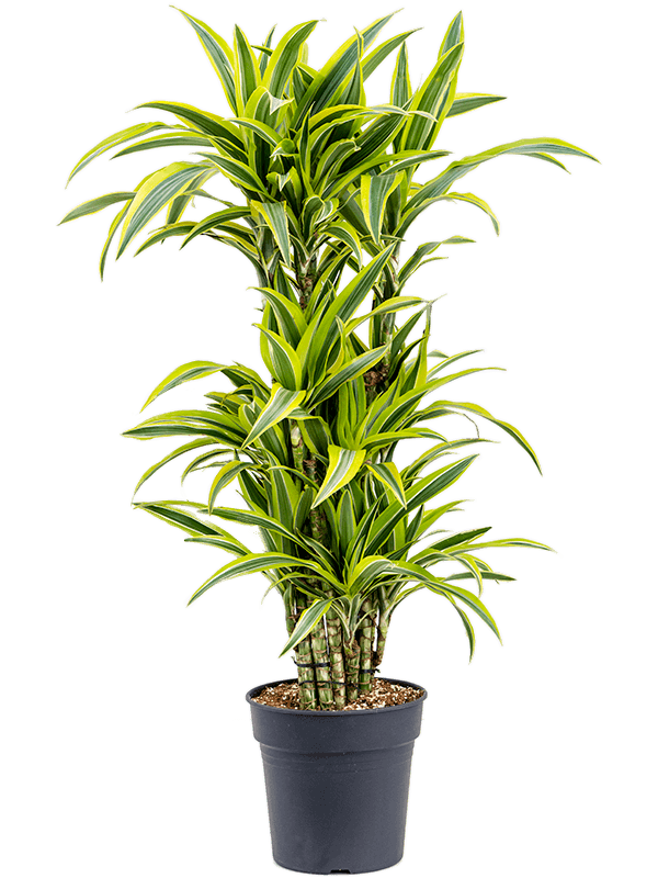 Драцена Лемон Лайм бранч_