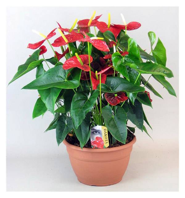 Антуриум красный_5