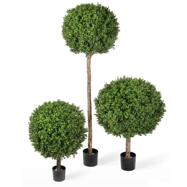 Самшиты Шары уличные на высоком стволе_