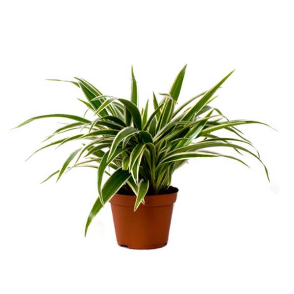 Хлорофитум Лаксум_1