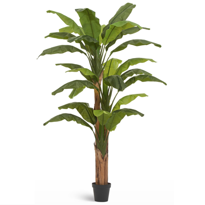 Банановое дерево_2