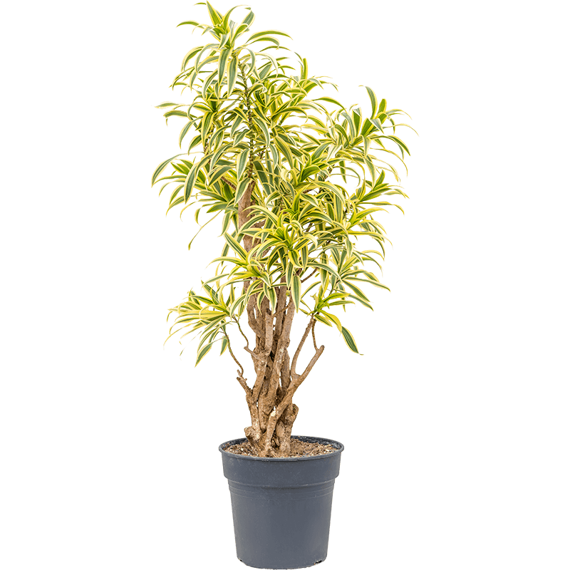 Драцена Песня Индии_1