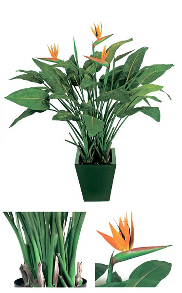 Стрелиция Королевская натуральная 130_